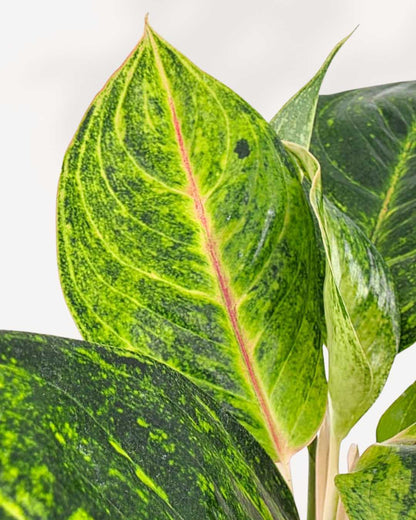Close-up of Aglaonema Green Papaya's variegated leaves