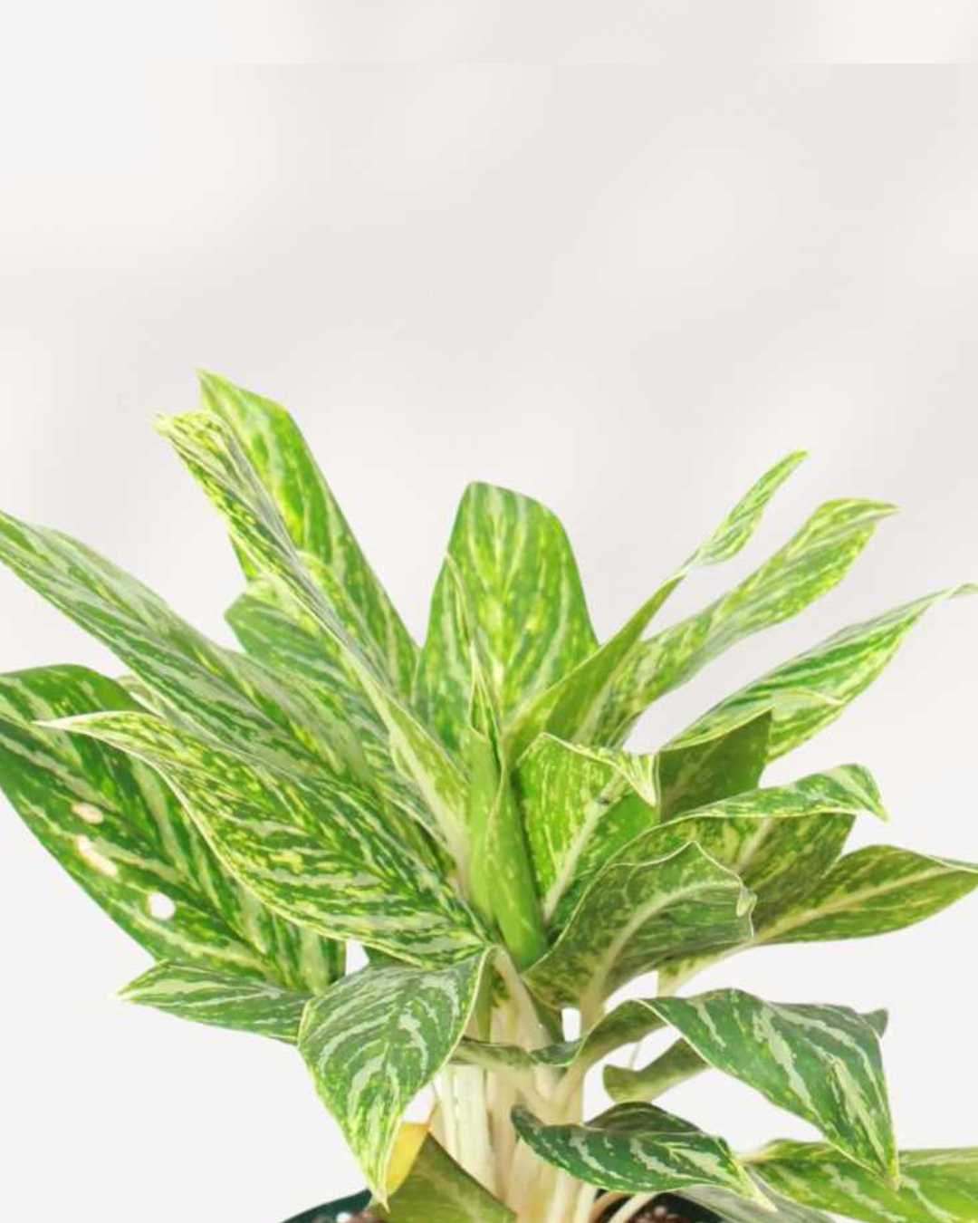 Close-up of Aglaonema Madonna's patterned leaves