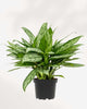 Top view of Aglaonema Maria Christina's foliage