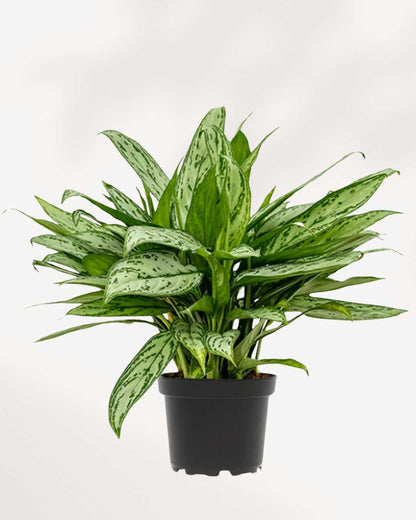 Top view of Aglaonema Maria Christina's foliage