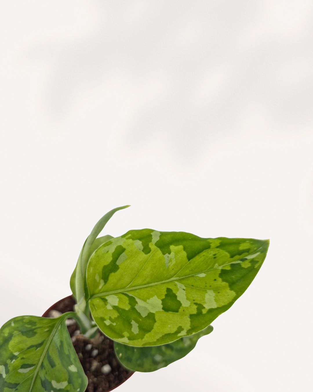 Close up of Aglaonema Pictum Tricolor leaf showing detailed green camouflage variegation, rare collector tropical houseplant in Toronto GTA