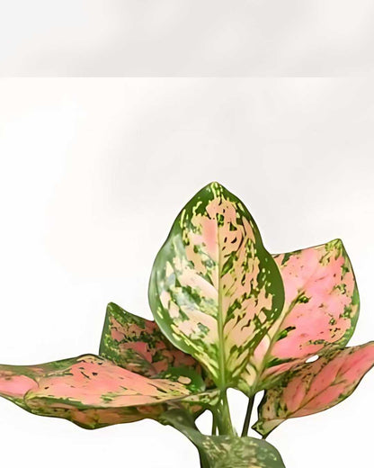 Close-up of Aglaonema Pink Dalmatian's pink-speckled leaves