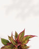 Aglaonema Red Siam plant in a pot