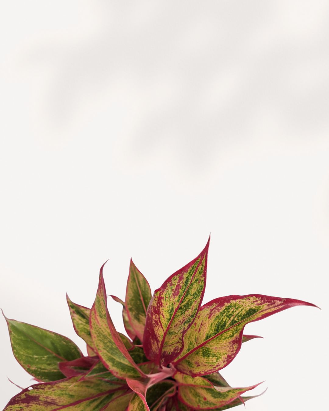 Aglaonema Red Siam plant in a pot