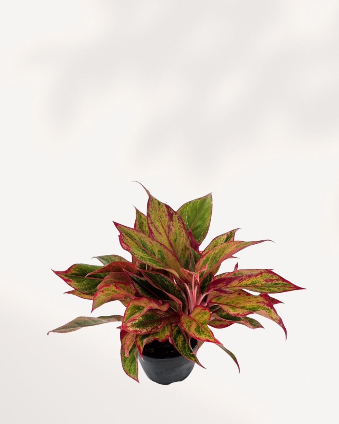 Aglaonema Red Siam