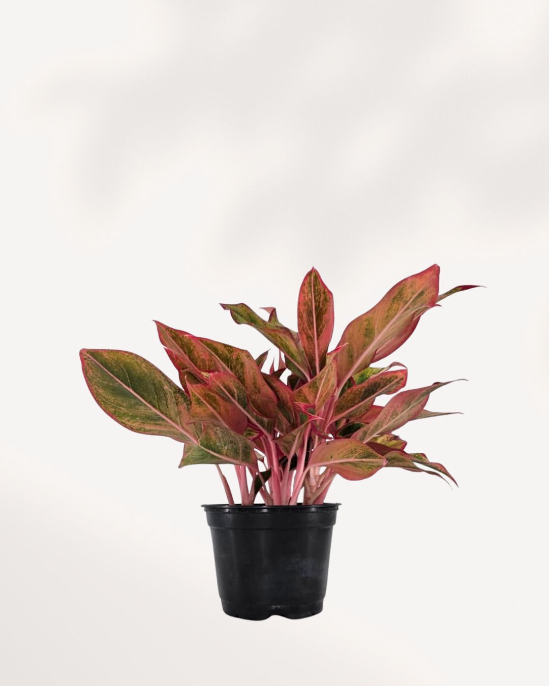 Aglaonema Red Siam plant on a shelf