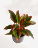 Aglaonema Siam Aurora plant in a pot