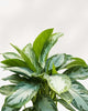 Close-up of Aglaonema Silver Bay's silvery leaves