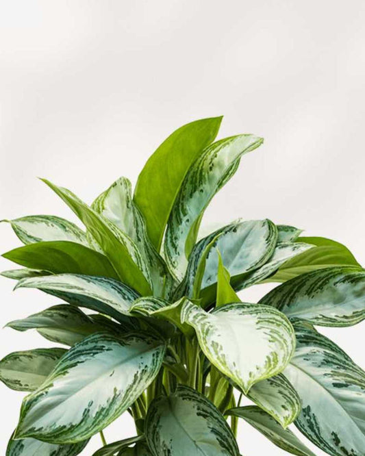 Aglaonema Silver Bay plant in a pot