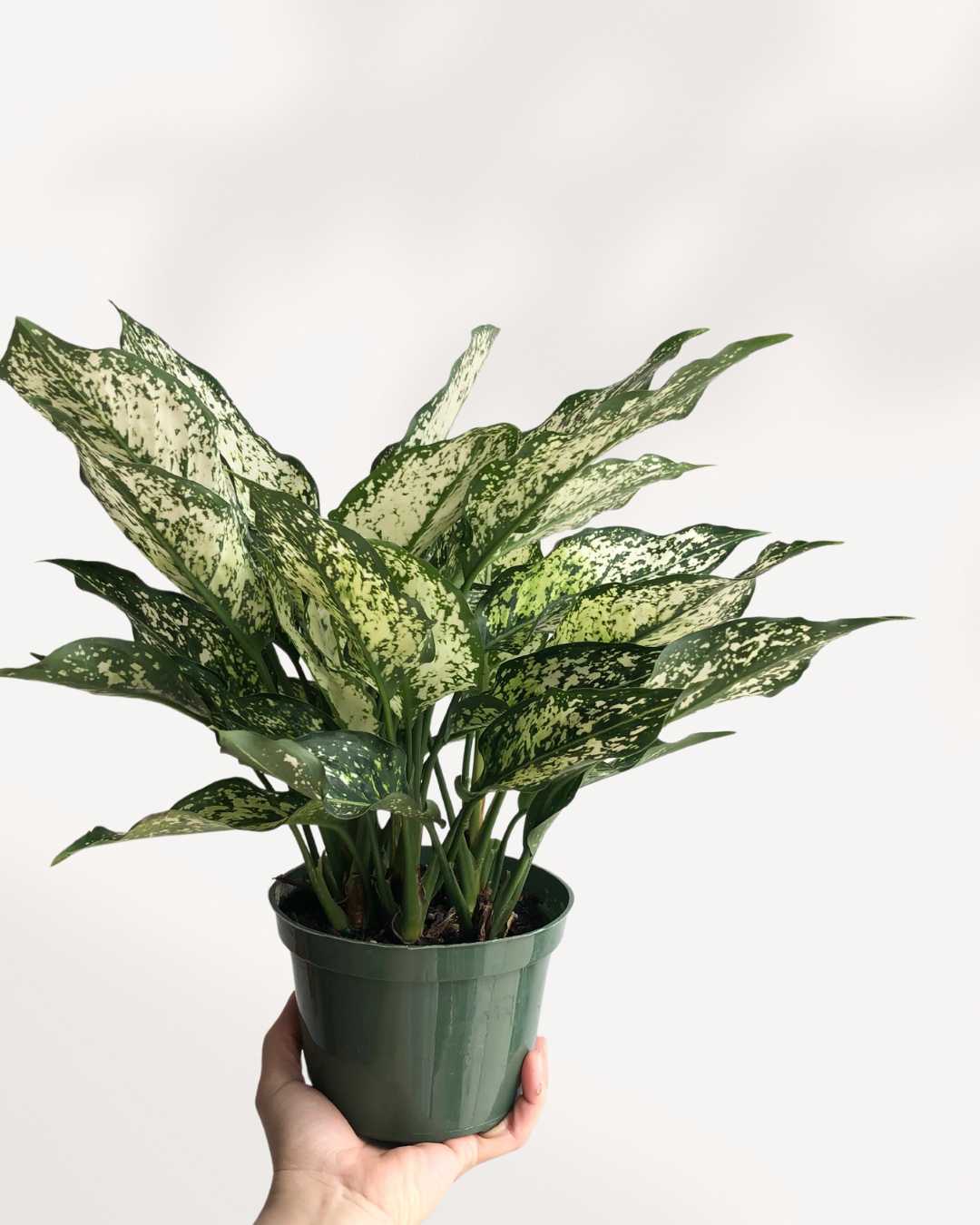 Aglaonema Spring Snow 4" Pot - Medium
