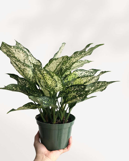 Aglaonema Spring Snow 4" Pot - Medium