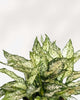 Close-up of Aglaonema Spring Snow's white-speckled leaves