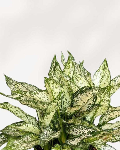 Close-up of Aglaonema Spring Snow's white-speckled leaves
