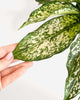 Aglaonema Spring Snow in a large pot