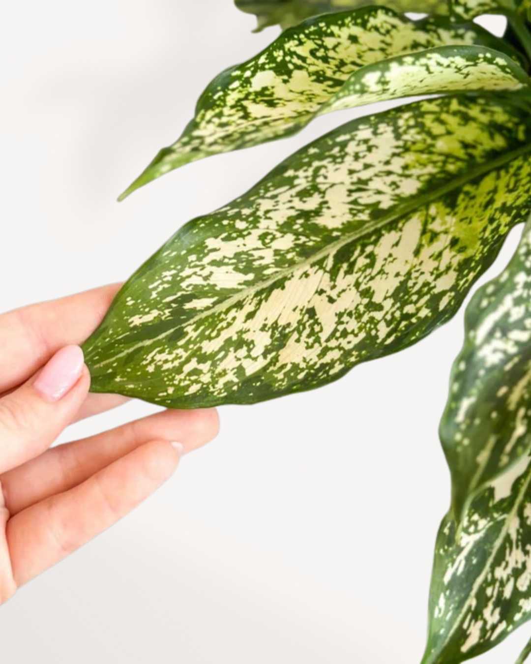 Aglaonema Spring Snow in a large pot