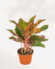 Aglaonema Red Siam plant in a medium pot