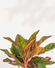Close-up of Aglaonema Red Siam's red and green leaves