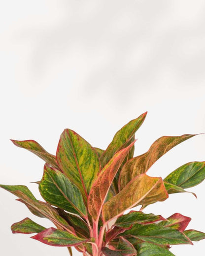 Close-up of Aglaonema Red Siam's red and green leaves