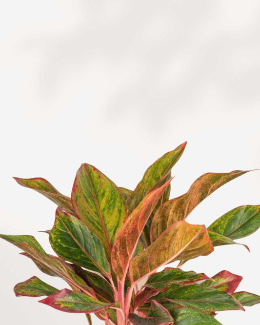Aglaonema Red Siam plant on a shelf