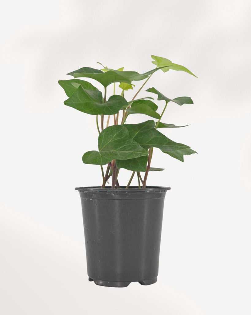Full front view of a lush Algerian Ivy Green houseplant, showing vigorously trailing stems with large, glossy emerald-green leaves cascading from a pot.