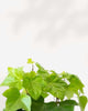 Algerian Ivy Neon | Buy Online Pro Tip and Care Guide - Delivery from Toronto across Canada - Mygreenscape