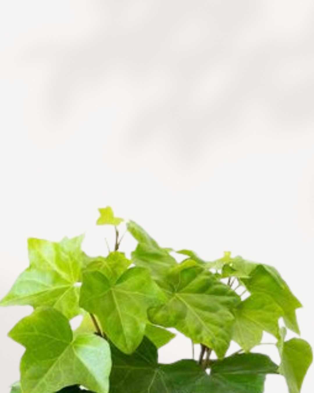 Algerian Ivy Neon | Buy Online Pro Tip and Care Guide - Delivery from Toronto across Canada - Mygreenscape
