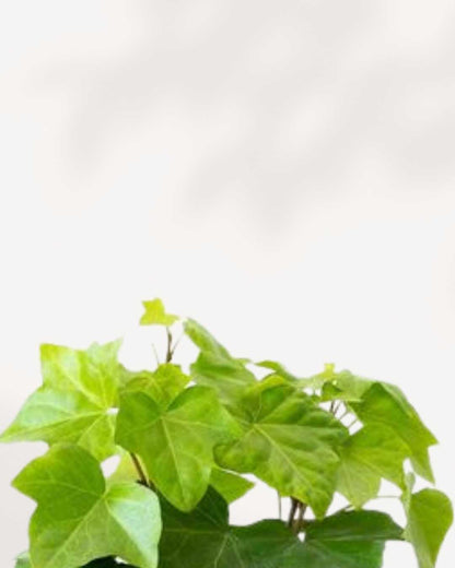 Algerian Ivy Neon | Buy Online Pro Tip and Care Guide - Delivery from Toronto across Canada - Mygreenscape