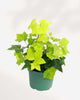 Algerian Ivy Neon | Buy Online Pro Tip and Care Guide - Delivery from Toronto across Canada - Mygreenscape