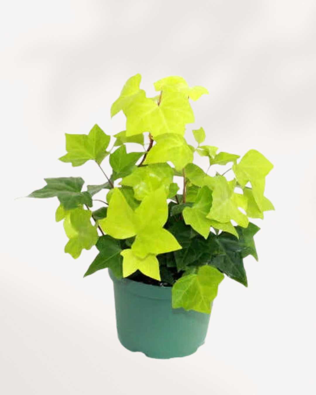 Algerian Ivy Neon | Buy Online Pro Tip and Care Guide - Delivery from Toronto across Canada - Mygreenscape