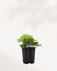 Algerian Ivy Neon | Buy Online Pro Tip and Care Guide - Delivery from Toronto across Canada - Mygreenscape
