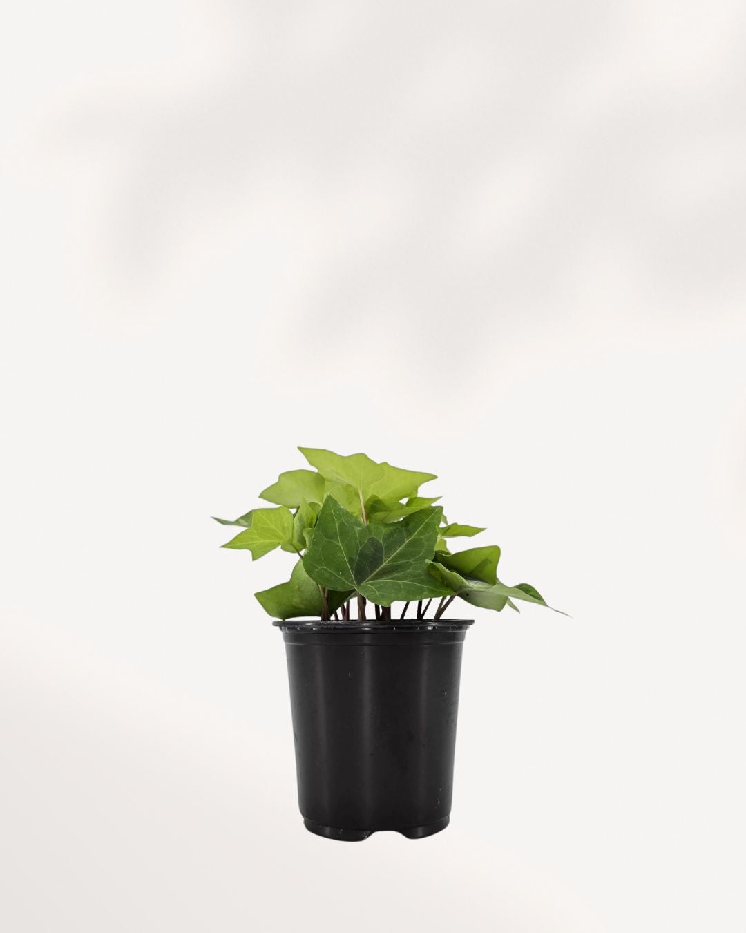 Algerian Ivy Neon | Buy Online Pro Tip and Care Guide - Delivery from Toronto across Canada - Mygreenscape