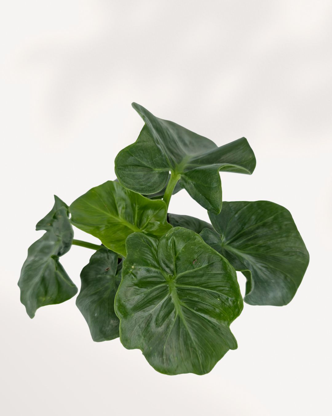 Alocasia Atom close up, detailed texture of glossy dark green leaves with dramatic veining, rare statement houseplant for modern indoor spaces