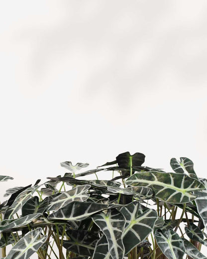 Close-up of Alocasia Bambino's arrow-shaped leaves