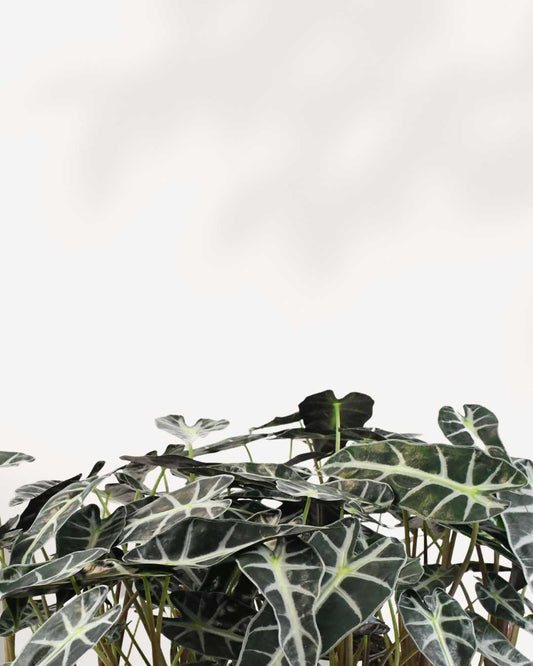 Alocasia Bambino in a extra small pot