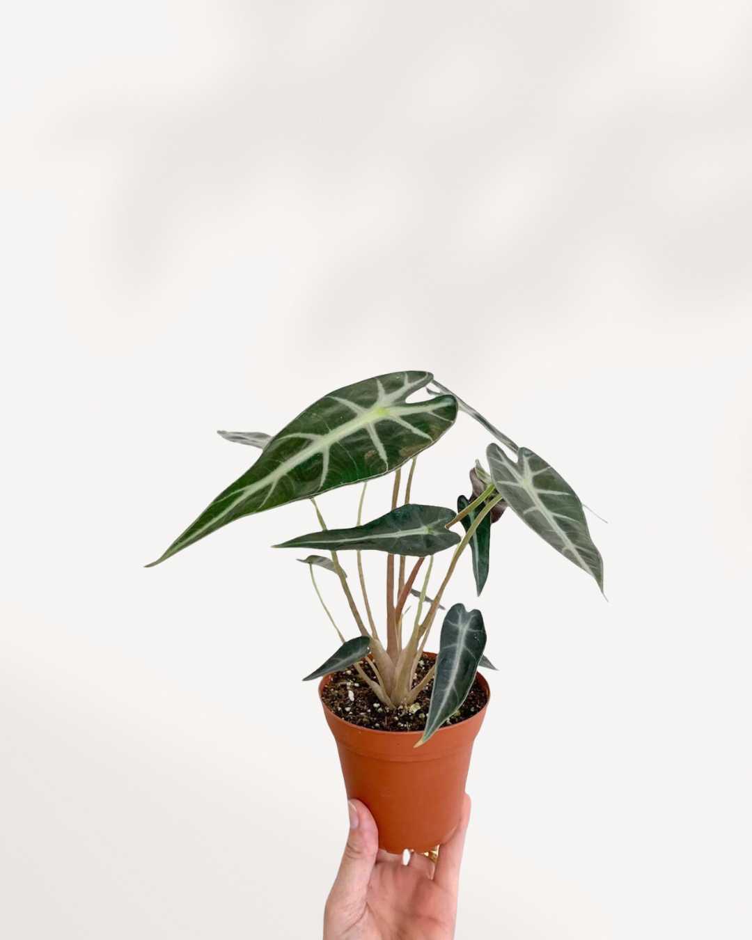 Alocasia Bambino in a extra small pot