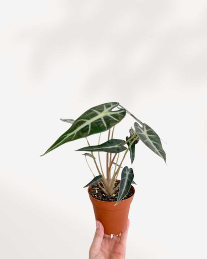 Alocasia Bambino in a extra small pot