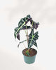 Alocasia Bambino in a medium pot