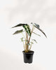 Alocasia Bambino in a small pot