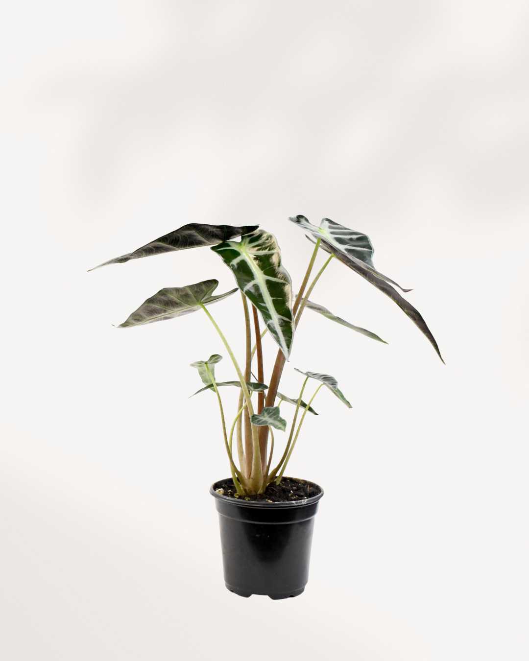Alocasia Bambino in a small pot