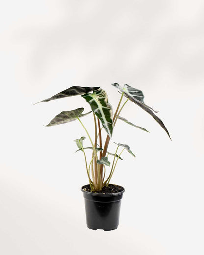 Alocasia Bambino in a small pot