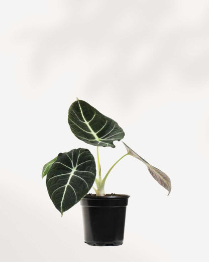Alocasia Black Velvet - Alocasia Reginula 4" Pot Medium