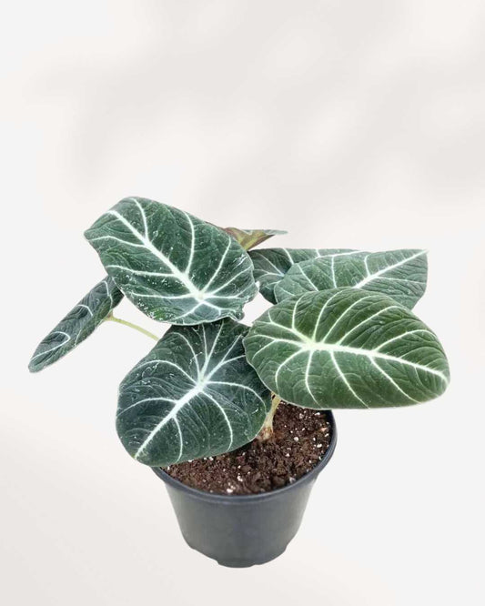 Alocasia Black Velvet plant in an extra small pot