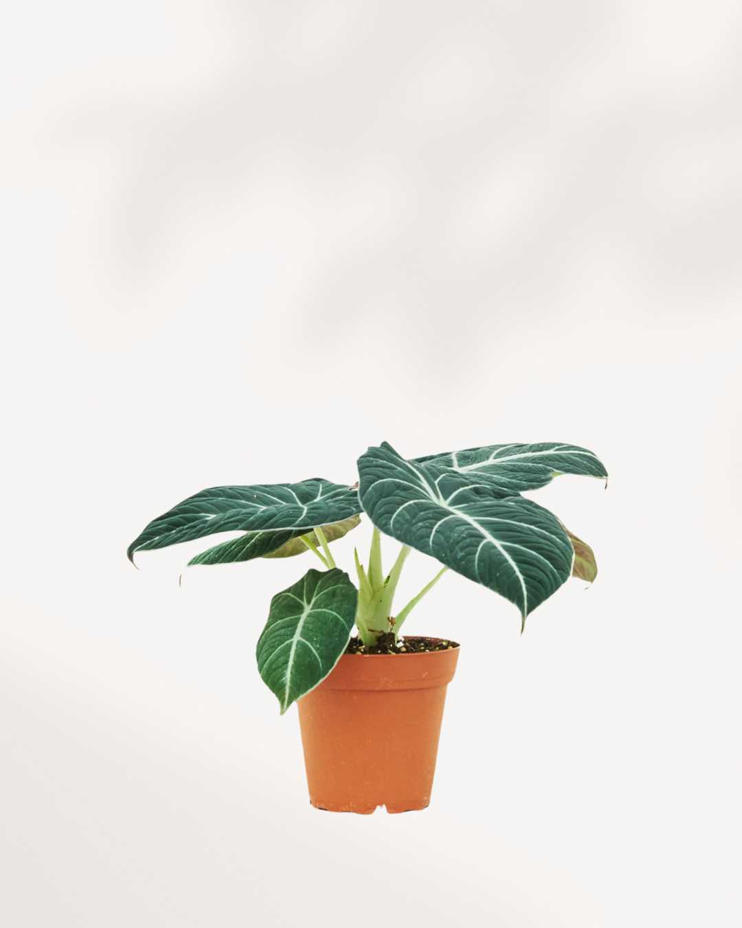 Alocasia Black Velvet plant in an extra small pot
