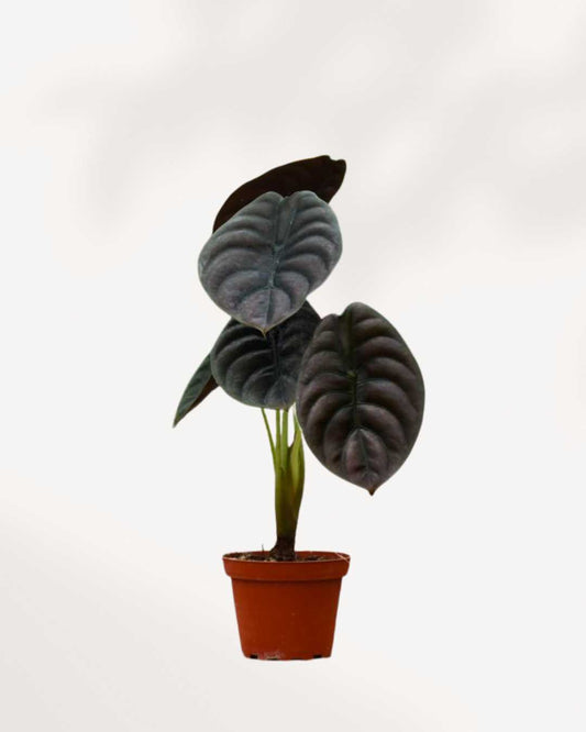 Close-up of Alocasia Cuprea's metallic copper leaves