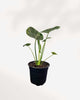 Alocasia Dragon Scale 4" Pot - Small