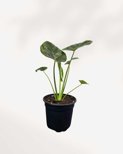 Alocasia Dragon Scale 4" Pot - Small