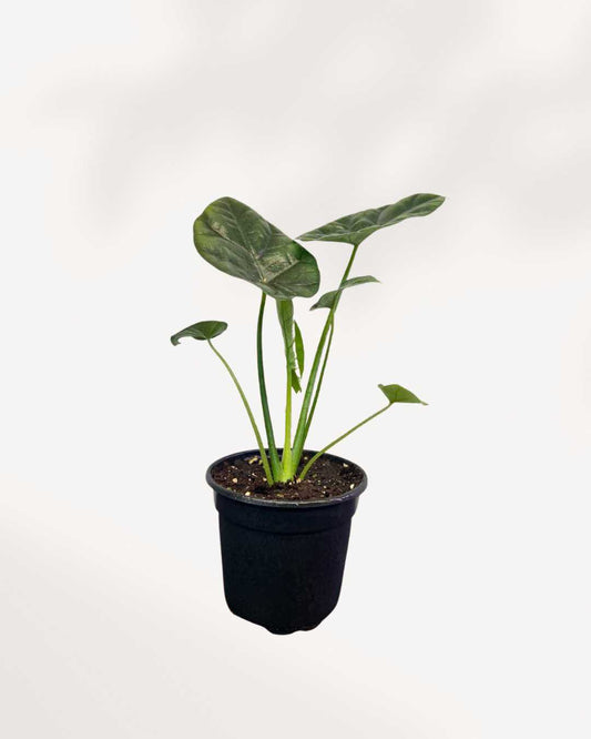 Alocasia Dragon Scale 4" Pot - Small