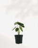 Alocasia Dragon Scale Mint in 4 inch pot, vibrant mint-green textured leaves, perfect indoor statement plant, buy online
