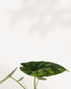 Close-up of Alocasia Dragon Scale Mint leaves in 4 inch pot, bold textured foliage, ideal indoor plant gift.