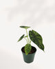 Alocasia Dragon Scale Mint 4 inch potted plant, elegant tropical foliage for home or office décor, available online.